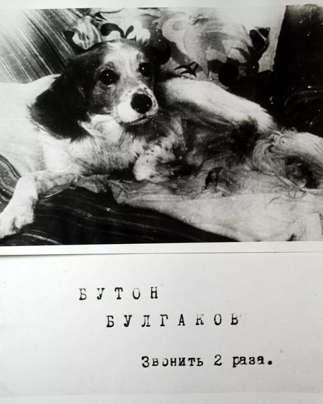 Create meme: Bulgakov's dog, mikhail bulgakov the heart of a dog, heart of a dog Bulgakov