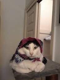 Create meme: cat in the hat, a cat in a hat, a cat in a bandana