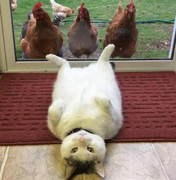 Create meme: the cat and the chicken , cat funny , cool chicken