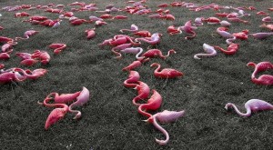 Create meme: pink flamingo, of Flamingo, Flamingo common