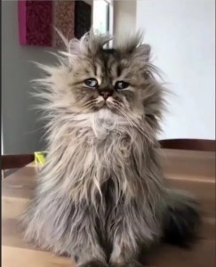 Create meme: Persian cat, Persian cat, cat