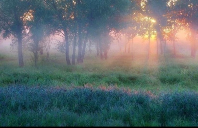 Создать мем: пейзаж туман, раннее утро в лесу, утро туман