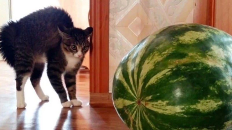 Create meme: cat and watermelon, watermelon , a cat in a watermelon