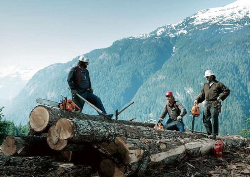 Create meme: felling the forest with a huskvarna chainsaw, canadian lumberjack, loggers cut down trees