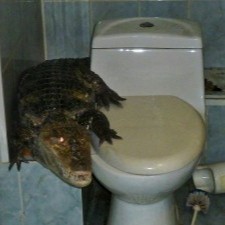 Create meme: alligator crocodile, crocodile on the toilet, gene for a crocodile in the bathroom