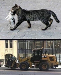 Create meme: cat, leopon the hybrid, stray cats