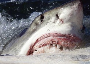 Create meme: head shark, great white shark, fish white shark