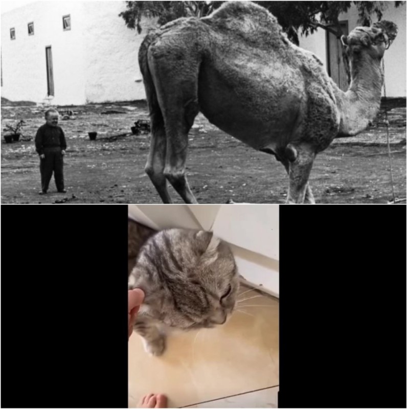 Create meme: and dwarfs start small 1970 movie, cat , camels