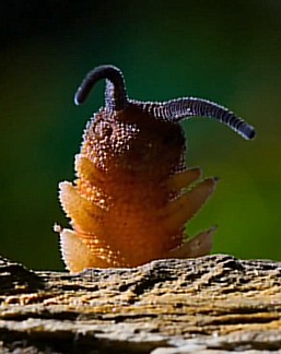 Create meme: velvet worms onychophores, onychophores, velvet worms