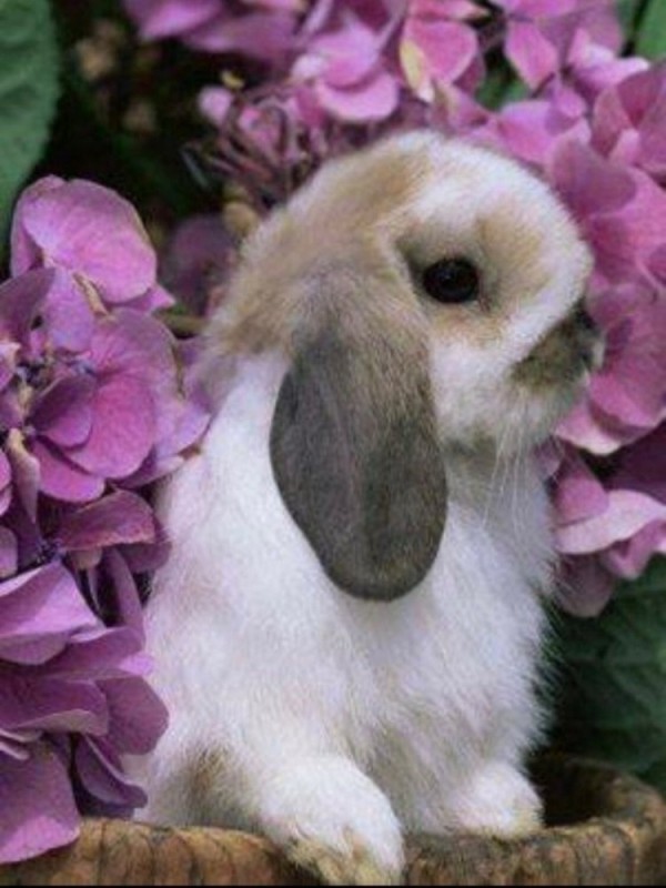Create meme: lop-eared rabbit, dutch fold rabbit, lop - eared sheep rabbit