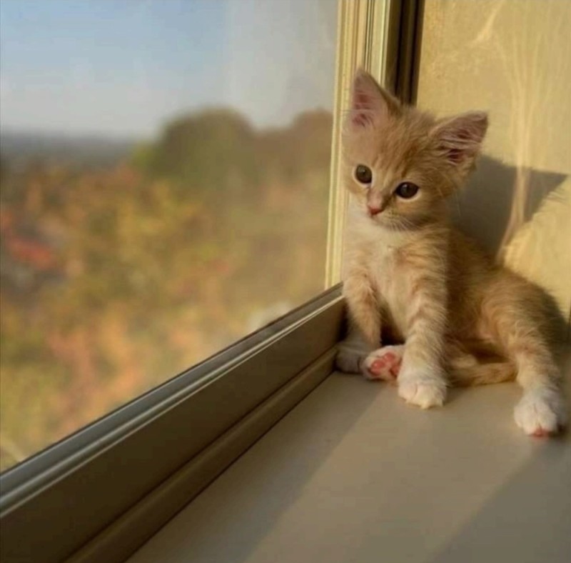 Create meme: kitten on the windowsill, kitten waiting for, cat 