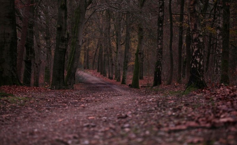 Create meme: forest , autumn forest, a path in the forest