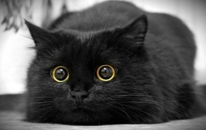 Create meme: black cat, cat