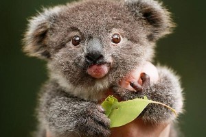 Create meme: animal Koala