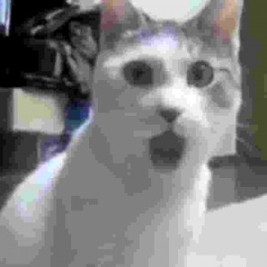 Создать мем: кот, гифки кот в шоке, удивленный кот