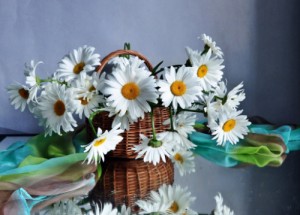 Create meme: wild flowers, flowers, daisy flower