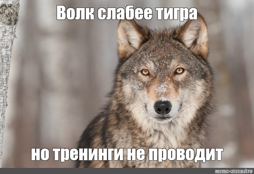 Танцующий волк мем. Волк Мем. Дерзкий волк Мем. Волк волку волк Мем. Довольный волк Мем.