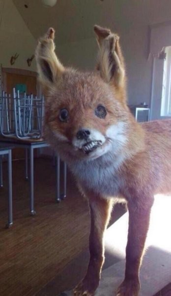 Create meme: a stuffed Fox , stoned Fox , uporotyh Fox