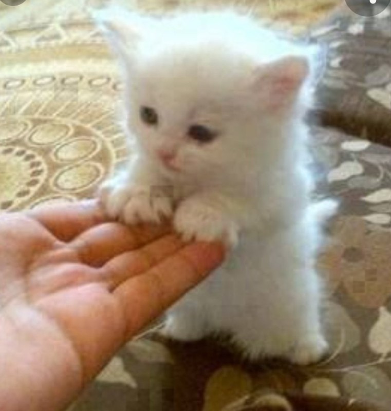 Create meme: fluffy kitten, white fluffy kitten, kittens are cute and fluffy