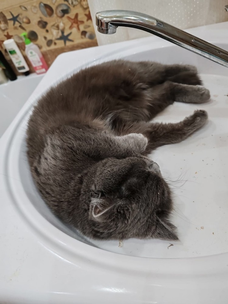 Create meme: cat , cat , The British cat in the sink