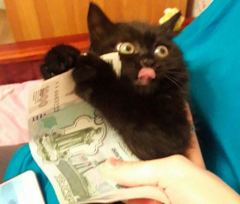 Создать мем: котик с деньгами, денежный кот, котик с деньгами мем