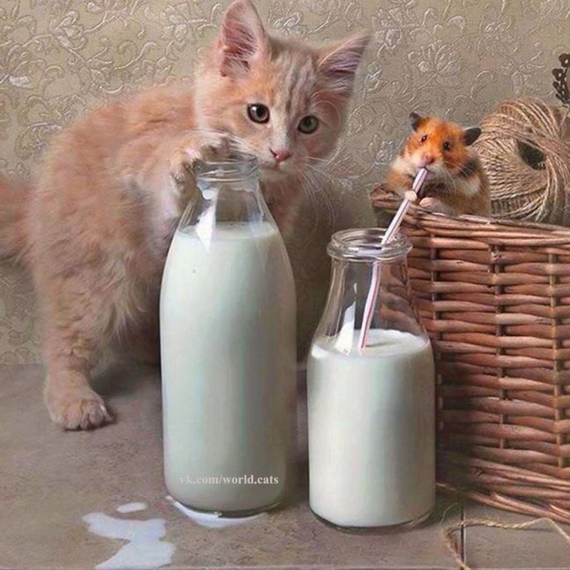 Создать мем: молоко молоко, котенок пьет молоко, кот в молоке