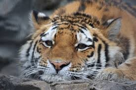 Create meme: panthera tigris, tigre, sad tiger