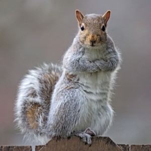 Create meme: protein was offended, gray squirrel, gray squirrel