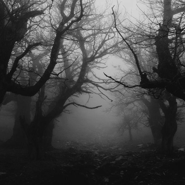 Создать мем: мрачное место, темный лес the woods 2005, мрачный пейзаж