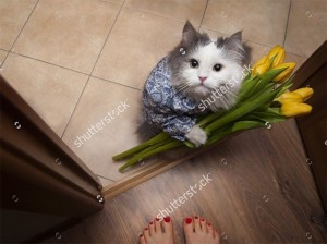 Создать мем: с 8 марта, Кошка, кот с цветами 8 марта