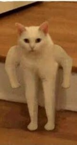 Create meme: meme cat, the cat with hands meme