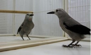 Create meme: bird, the mirror test is the magpie