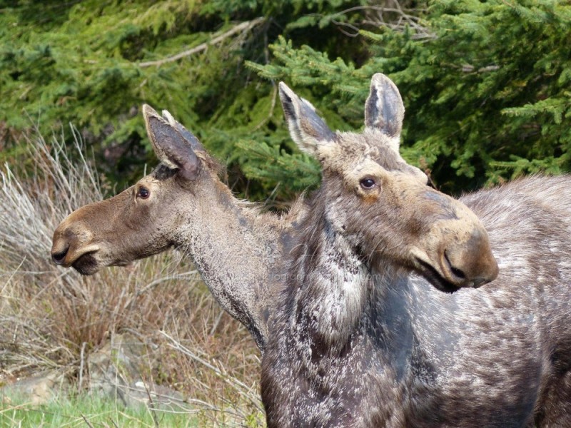 Create meme: Chernobyl mutations of animals, mutated animals in Chernobyl, animals moose