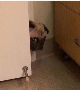 Create meme: pug peeking out of the corner, pug hid, dog behind the door meme