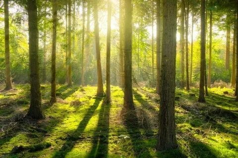 Create meme: forest nature, forest sun, into the woods