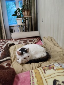 Создать мем: котейка, котики, кошечка