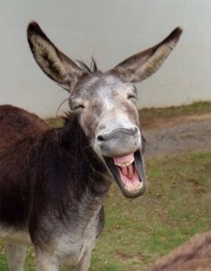 Create meme: donkey, funny donkey