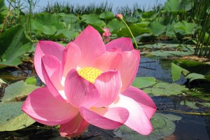 Create meme: Lotus blossom, Lotus flower