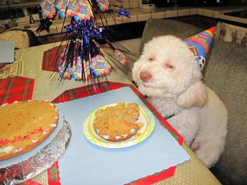 Create meme: happy birthday dog, puppy namesake with a cake, happy birthday to rzhak