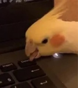 Create meme: Corella, animal, cockatiel