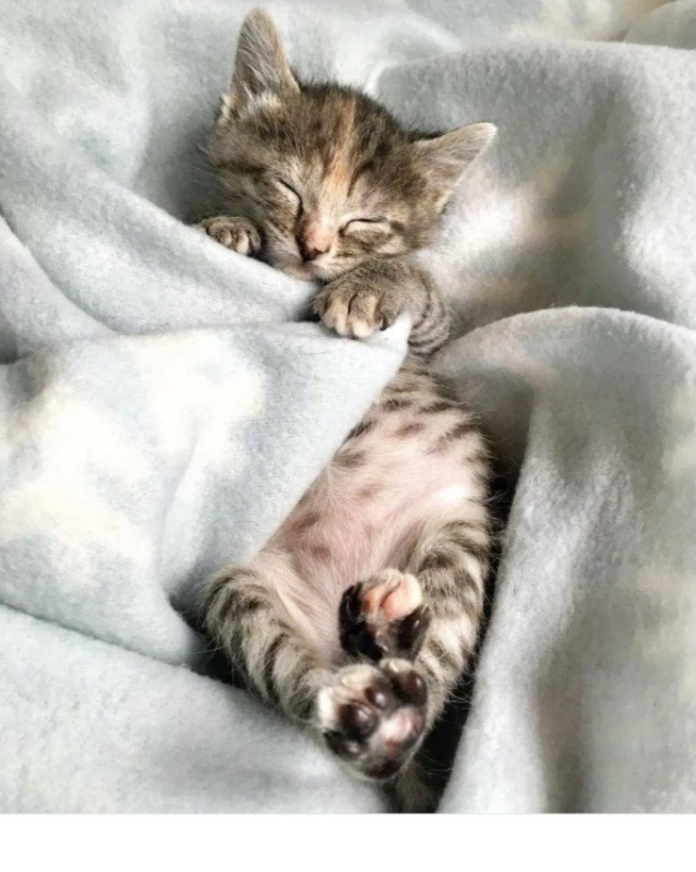 Create meme: sleeping kittens, cute sleeping cats, sweet dreams