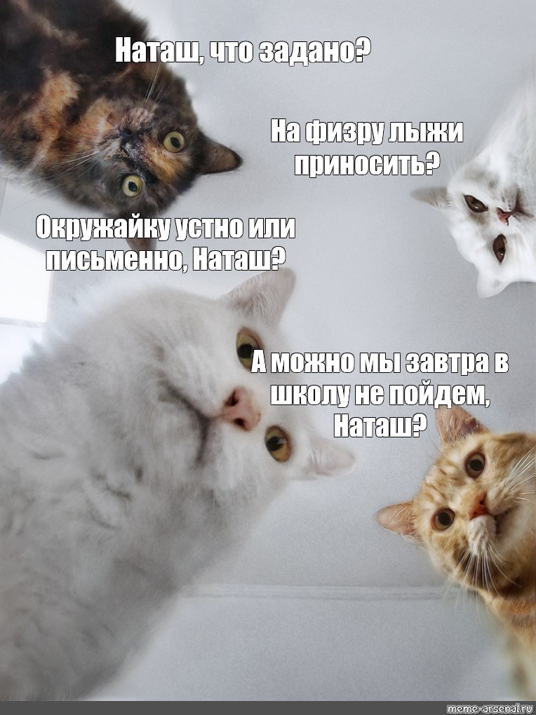 Пошли наташу. Кот Мем осторожно. Наташа и коты. Мы уходим Мем с котом. Мы уходим Мем с котом шаблон.