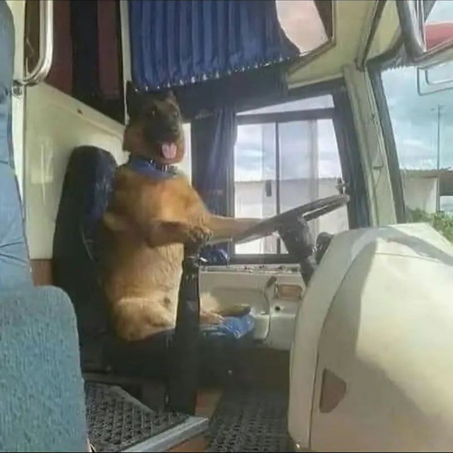 Create meme: dog behind the wheel, the dog in the car, a dog driving a tractor