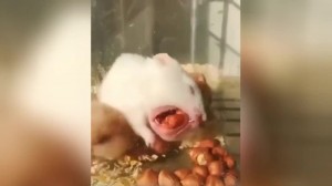 Create meme: hamster gaining grain, greedy hamster, Thrifty hamster