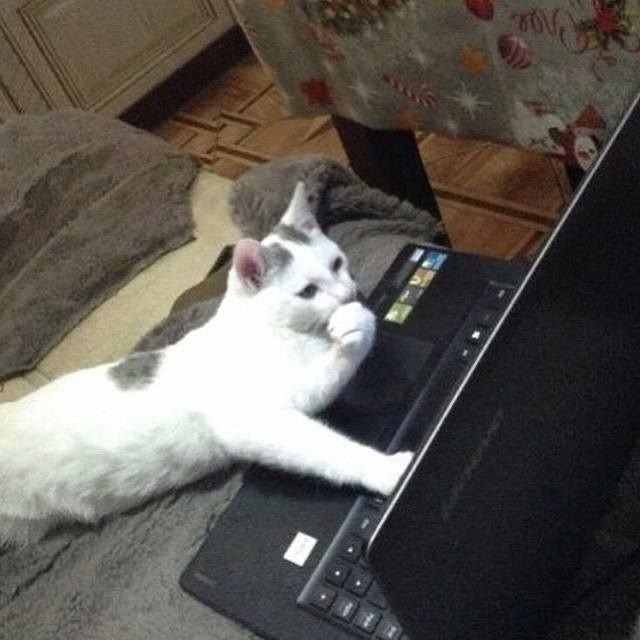 Create meme: cat , cat , cat at the computer