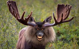 Create meme: geyik, moose, moose