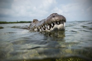 Create meme: a huge crocodile, pictures of the crocodile killer, crocodile Goliath