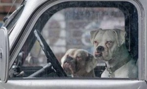 Create meme: dog locked in the car, dog behind the wheel