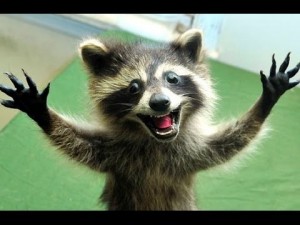 Create meme: enot, sly raccoon, raccoon
