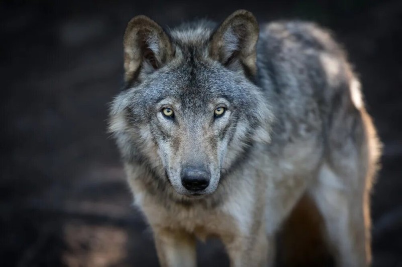 Создать мем: волк дикий, волк морда, волк canis lupus